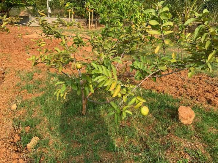 high oxygen trees 2025