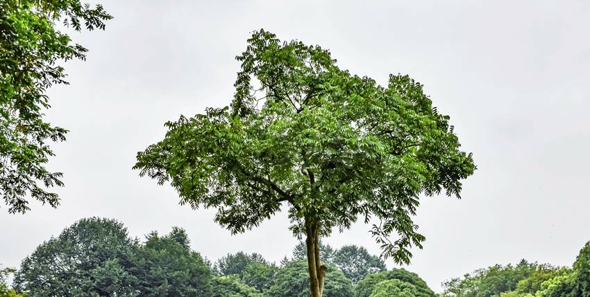 Oxygen-rich plants 2025