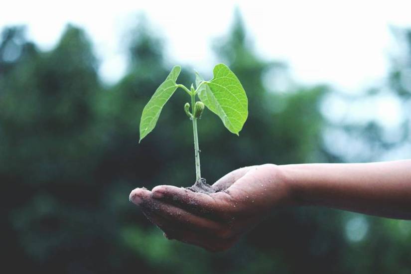 High oxygen producing plants
