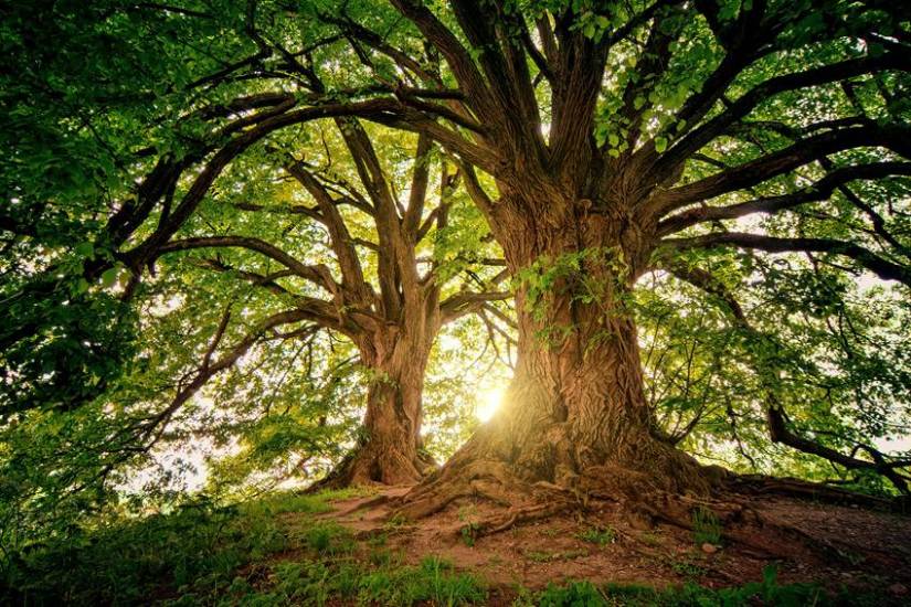 Oxygen-rich plants 2025