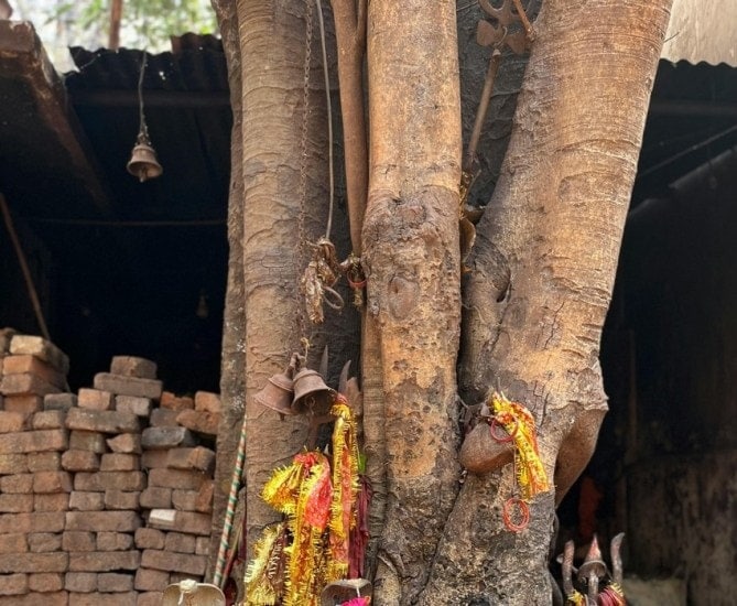 Is It Just Faith The Science Behind the Sacred Peepal Tree Ritual