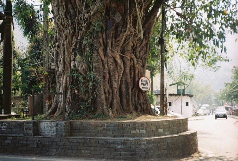 Oxygen Energy and Divinity What Makes the Peepal Tree Truly Special