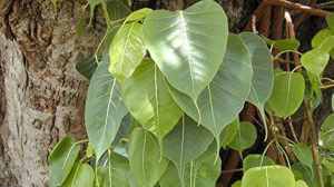 पिंपळाच्या झाडाला प्रदक्षिणा घातल्याने काय होते? जाणून घ्या खरे कारण….