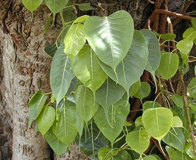 Unveiling the Secrets of Peepal Tree Worship in Hinduism