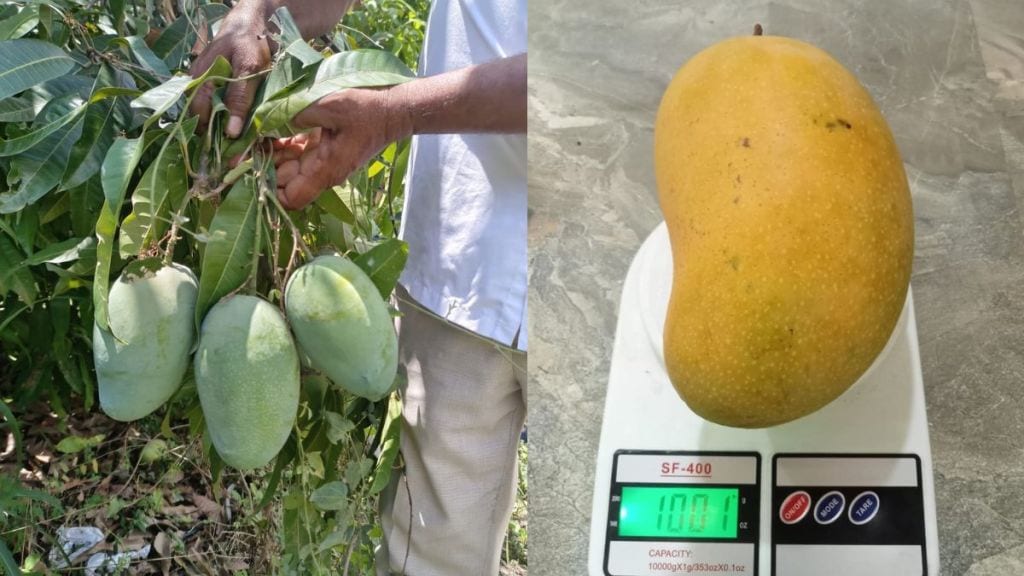 junnar gold mango patent new mango variety hybrid developed in narayangaon