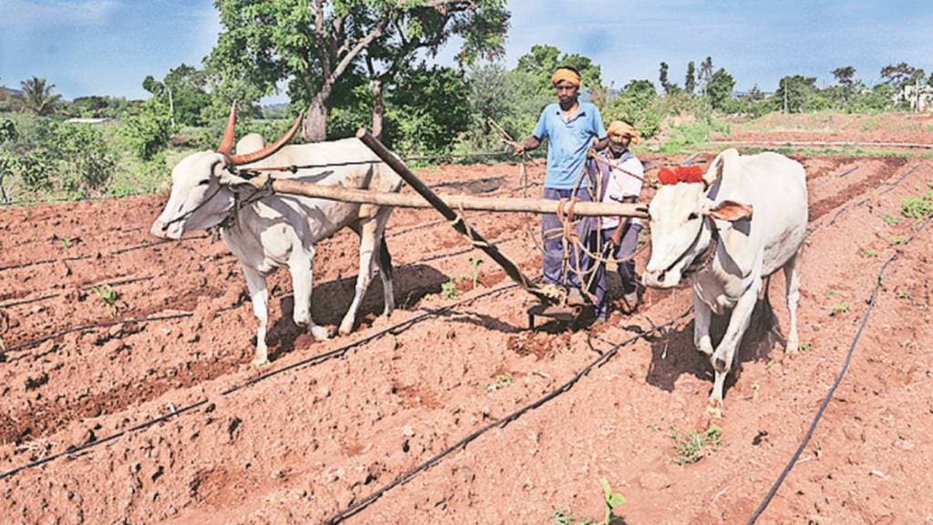 Kharif Season Crop Planting
