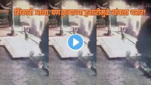 smart dog vs leopard