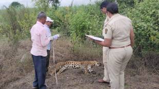 Leopard body found in Sangli