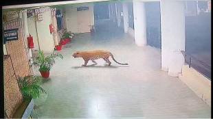 Amravati leopard in SRPF office captured in cctv