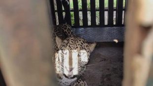 leopard captured in pimpalgaon khamb nashik