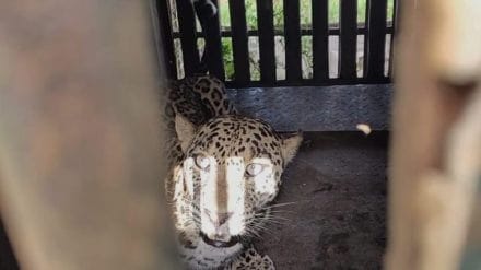 leopard captured in pimpalgaon khamb nashik