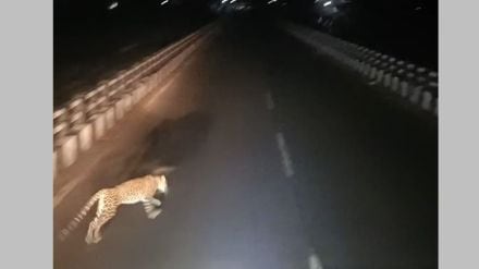 leopard cub spotted on bridge in bhandara wildlife conflict night video goes viral