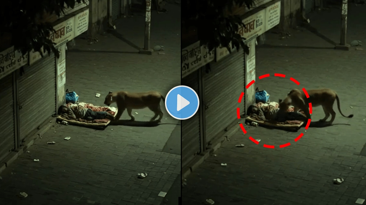 Lion sniffs sleeping man on road shocking video viral on social media