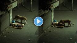 रस्त्यावर झोपलेल्या व्यक्तीजवळ सिंह आला अन् वास घेत पुढे केलं असं काही की…; VIDEO पाहून भरेल धडकी