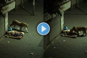 lion shocking video viral