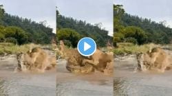 एक चूक अन् खेळ खल्लास! पाण्यातून बाहेर पडताच सुरू झाला मृत्यूचा खेळ, नदीच्या काठावर वाटलं विश्रांती घेऊ, पण…थरारक VIDEO