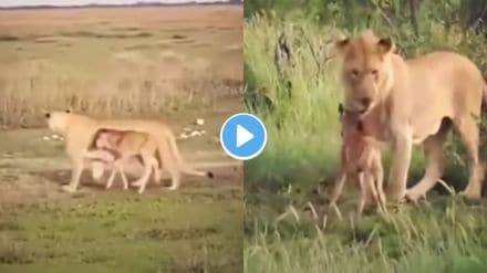 lioness vs lioness viral fight
