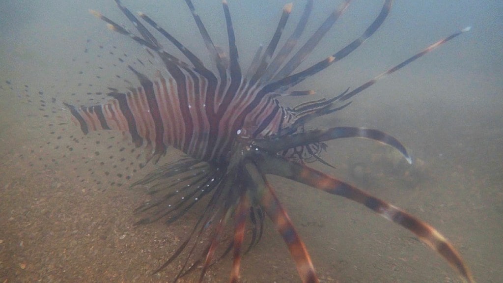 Indian lionfish recorded from Mumbai on the global biodiversity registry website iNaturalist Mumbai print news