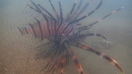 Indian lionfish recorded from Mumbai on the global biodiversity registry website iNaturalist Mumbai print news