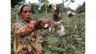 maharashtra farmers face police raids over htbt cotton amid seed ban and fertilizer crisis