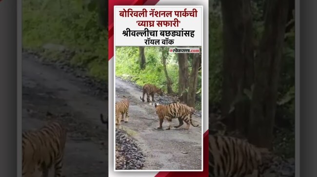 बोरिवली नॅशनल पार्कमध्ये आता श्रीवल्ली वाघिणीसह बछडेही व्याघ्र सफारीत दाखल