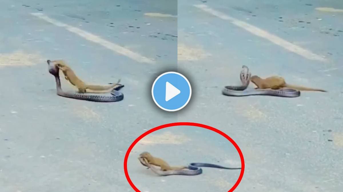 mongooses fight snake video viral