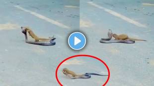 mongooses fight snake video viral