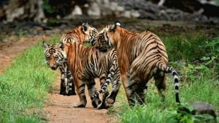 nagpur bor tiger reserve katrina tigress wildlife safari tourism experience