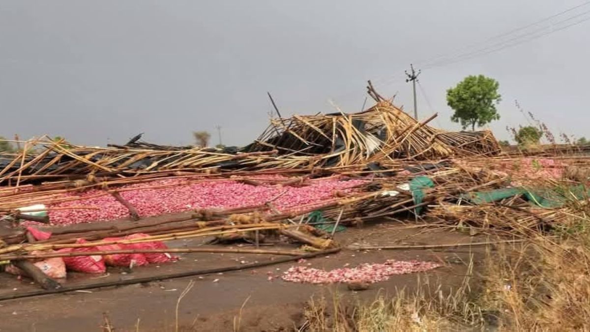 nashik agriculture news unseasonal rain crop loss