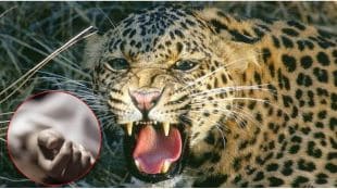 Farmer killed in leopard attack in Nashik