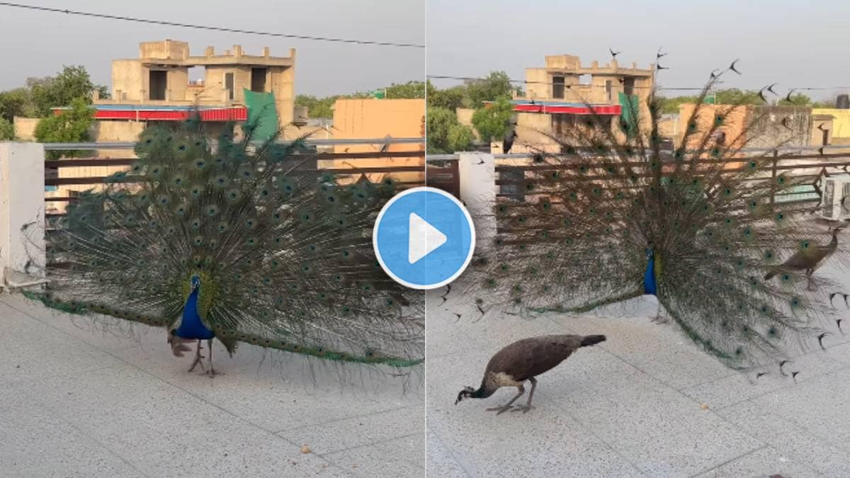 peacock dance video viral