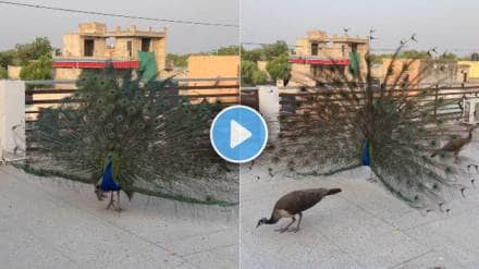 peacock dance video viral