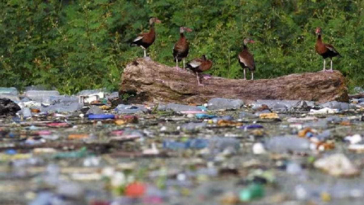 Plastic pollution in wetlands poses serious threat to biodiversity