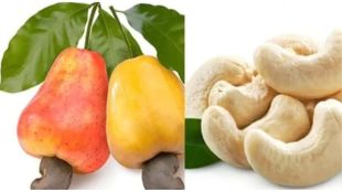 Devgad Alphonso and processed cashew from Sindhudurg selected under ODOP scheme