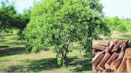 Pune Aundh bungalow sandalwood theft case filed by Khadki police
