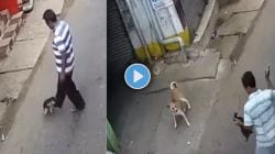 क्रुरतेचा कहर! निर्दयीपणे कुत्र्याच्या पिल्लाला लाथा मारत होते काका, अमानुष कृत्य पाहून तरुणाचा राग अनावर, थेट कानशि‍लात…. Video Viral
