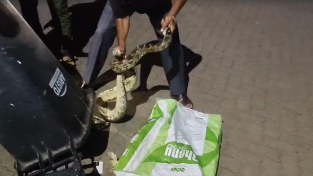 python rescued at midnight from akola petrol pump by snake friend Bal Kalne
