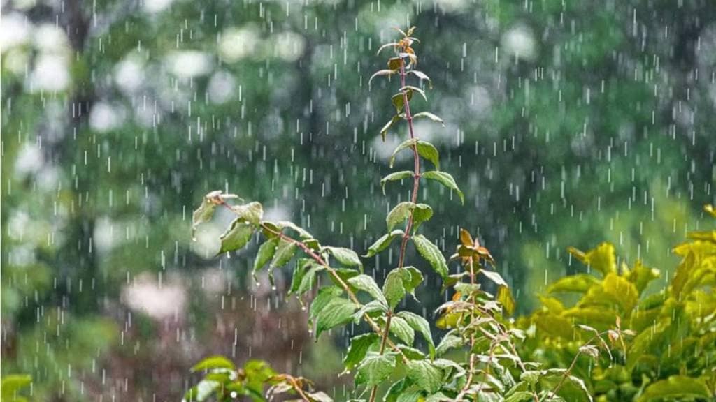 rainfall update in Tamhini ghat news in marathi