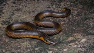 rare shieldtail snake spotted in thane during monsoon