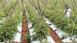 Agricultural damage due to rain in Satara city and district