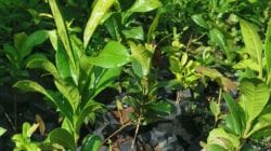 सिंधुदुर्ग वन विभागाचा दुर्मिळ ‘सप्तरंगी’ औषधी वनस्पती संवर्धनासाठी पुढाकार