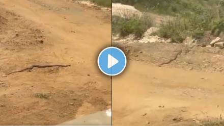 snake king cobra viral video
