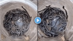 बापरे! एका घरात सापडले १०० साप, साफसफाई करताना ड्रम बाजूला केला अन्…, काळजात धस्स करणारा VIDEO समोर