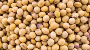 mumbai Indian government soybean policy