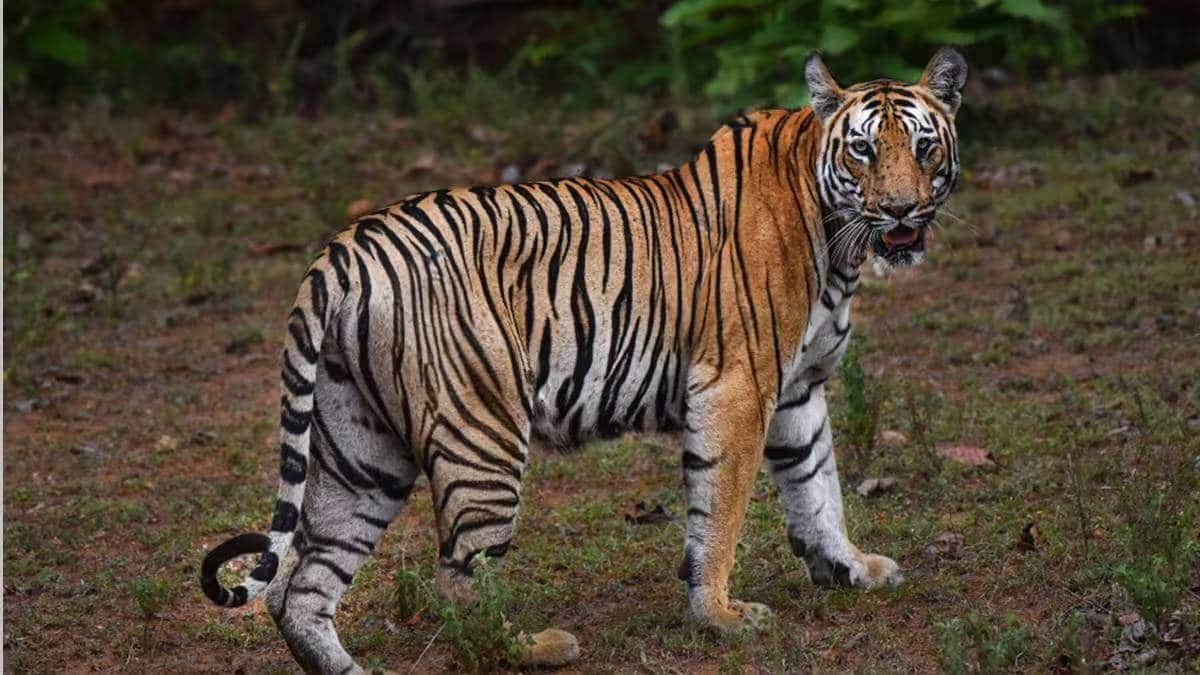 Pench Wildlife Sanctuary tiger