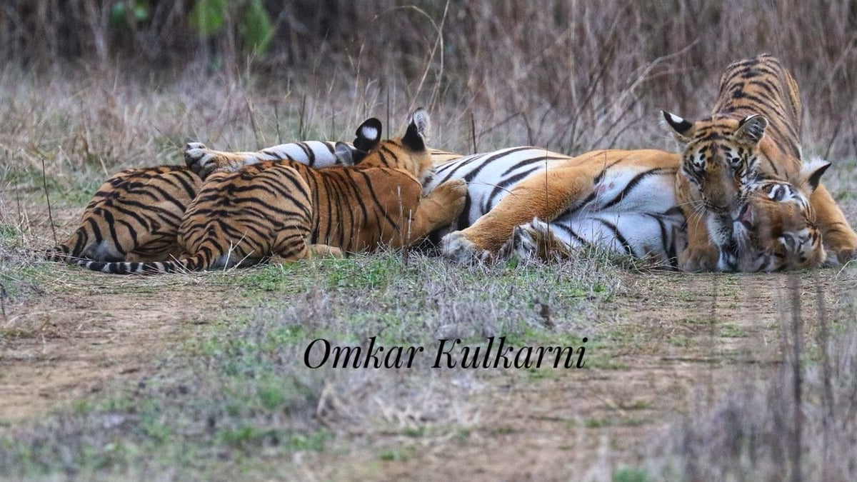 tiger with cubs