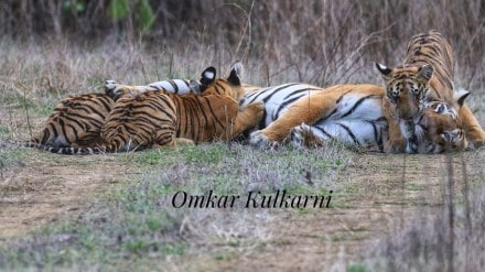 tiger with cubs