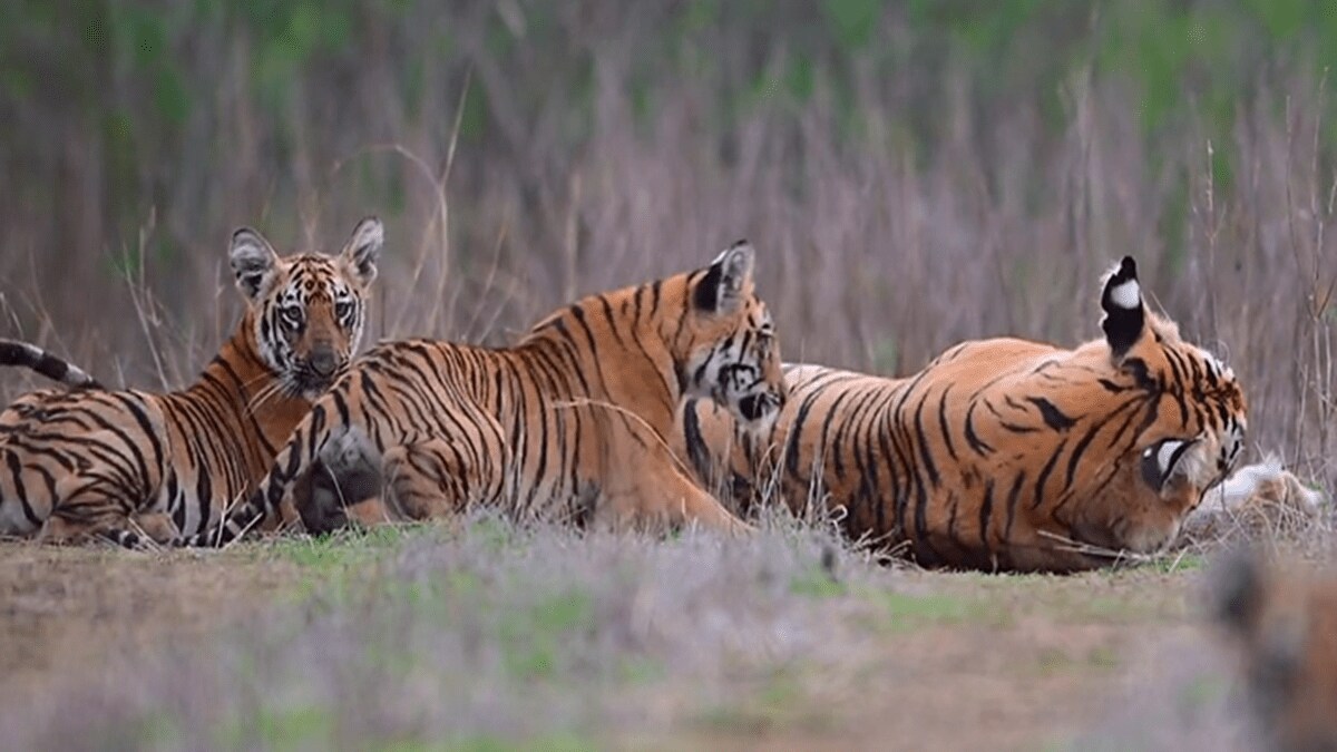 Tipeshwar Sanctuary , Four Mark Tiger,