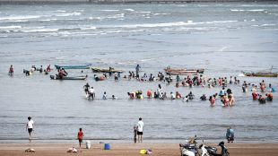 ratnagiri bhatye beach chinese mussels discovered first in 40 years