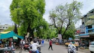 Supreme Court order on Shivajinagar road tree conservation news in marathi